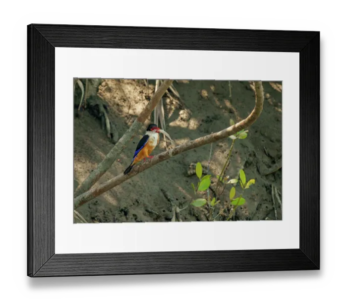 Framed Print : Black-capped kingfisher (Halcyon pileata) perched on branch in the mangroves holding shrimp prey in its beak, Sunderbans, Bay of Bengal, India Framed Print : Black-capped kingfisher (Halcyon pileata) perched on branch in the mangroves holding shrimp prey in its beak, Sunderbans, Bay of Bengal, India