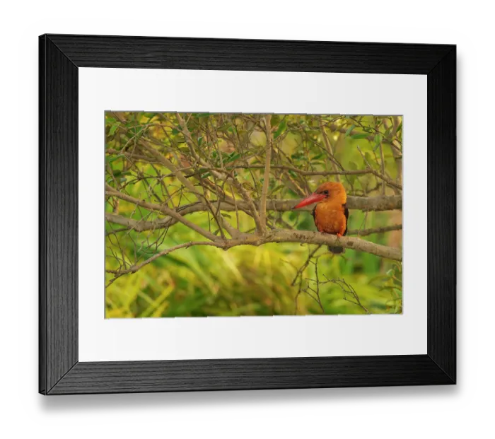 Framed Print : Brown-winged kingfisher (Pelargopsis amauroptera) perched on branch in mangroves, Sunderbans, Bay of Bengal, India