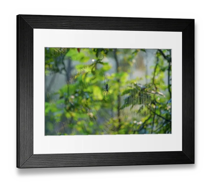 Framed Print : Spider in the middle of its web in forest, Tadoba Andhari Tiger Reserve, Tadoba National Park, Maharashtra, India Framed Print : Spider in the middle of its web in forest, Tadoba Andhari Tiger Reserve, Tadoba National Park, Maharashtra, India