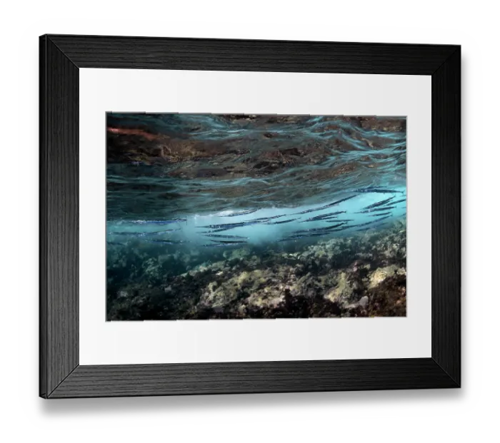 Framed Print : Garfish (Belone belone) school swimming just beneath the water surface, Tenerife, Canary Islands, Atlantic Ocean Framed Print : Garfish (Belone belone) school swimming just beneath the water surface, Tenerife, Canary Islands, Atlantic Ocean