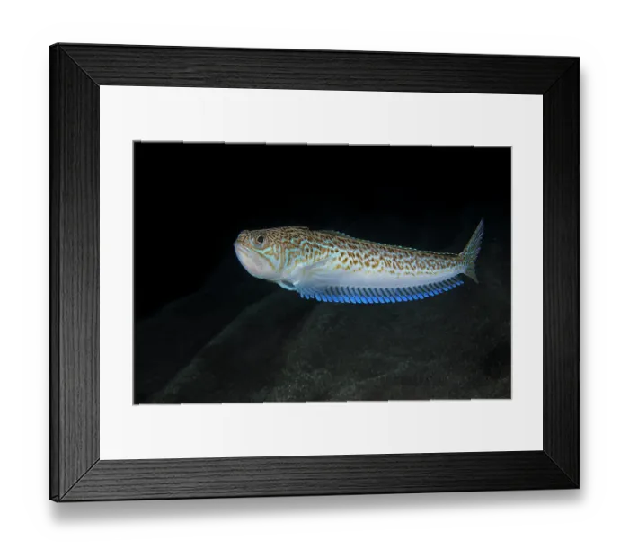 Framed Print : Greater weever (Trachinus draco) portrait, Tenerife, Canary Islands, Atlantic Ocean