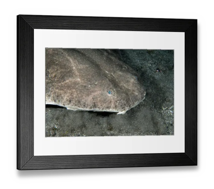 Framed Print : Angel shark (Squatina squatina) head portrait, Tenerife, Canary Islands, Atlantic Ocean. Critically endangered Framed Print : Angel shark (Squatina squatina) head portrait, Tenerife, Canary Islands, Atlantic Ocean. Critically endangered
