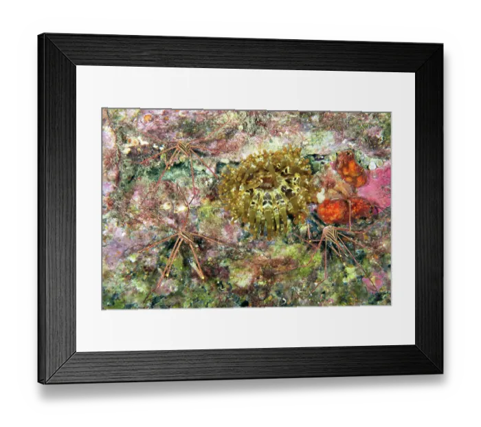 Framed Print : Three Spider crabs (Stenorhynchus lanceolatus) alongside their Telmatactis anemone (Telmatactis cricoides) host, Tenerife, Canary Islands, Atlantic Ocean Framed Print : Three Spider crabs (Stenorhynchus lanceolatus) alongside their Telmatactis anemone (Telmatactis cricoides) host, Tenerife, Canary Islands, Atlantic Ocean