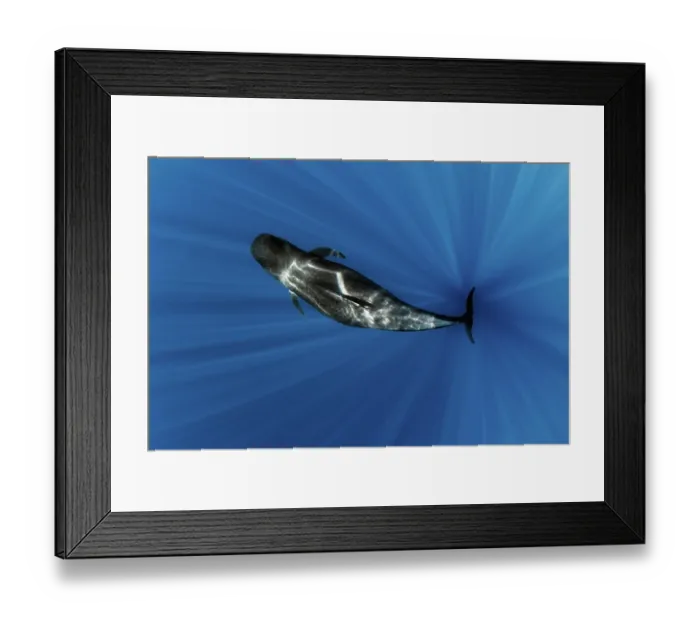 Framed Print : Pilot whale (Globicephala macrorhynchus) pregnant female, swimming through sun rays, Tenerife, Canary Islands, Atlantic Ocean