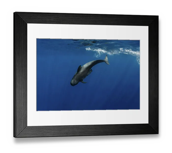 Framed Print : Pilot whale (Globicephala macrorhynchus) calf diving underwater with plastic bag stuck on its fin, Tenerife, Canary Islands, Atlantic Ocean Framed Print : Pilot whale (Globicephala macrorhynchus) calf diving underwater with plastic bag stuck on its fin, Tenerife, Canary Islands, Atlantic Ocean