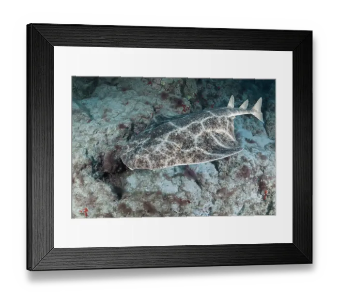 Framed Print : Angel shark (Squatina squatina) camouflaged on seabed, Tenerife, Canary Islands, Atlantic Ocean. Critically endangered Framed Print : Angel shark (Squatina squatina) camouflaged on seabed, Tenerife, Canary Islands, Atlantic Ocean. Critically endangered