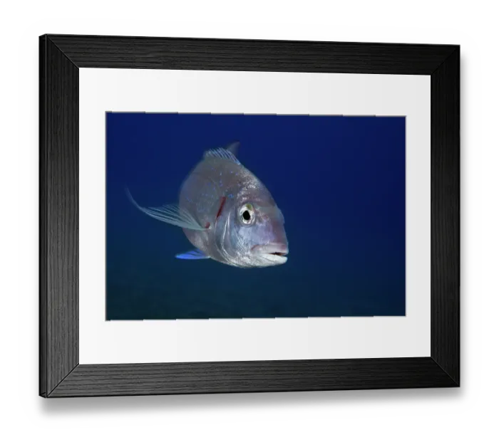 Framed Print : Common pandora (Pagellus erythrinus) portrait, Tenerife, Canary Islands, Atlantic Ocean Framed Print : Common pandora (Pagellus erythrinus) portrait, Tenerife, Canary Islands, Atlantic Ocean