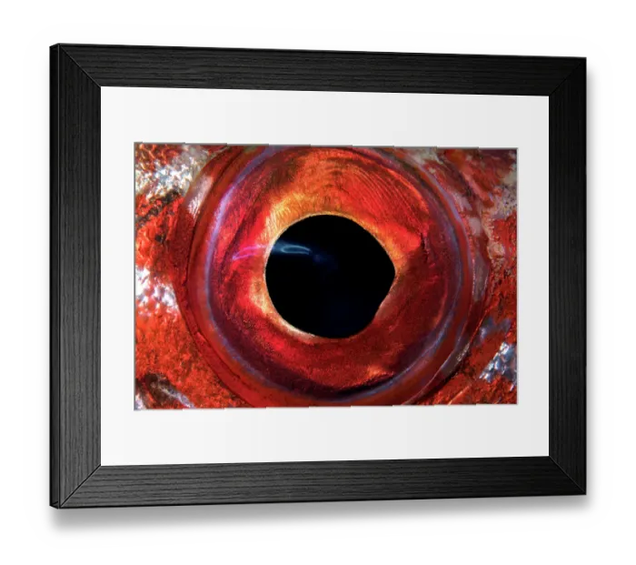 Framed Print : Glass bigeye (Heteropriacanthus cruentatus) eye detail, Tenerife, Canary Islands, Atlantic Ocean Framed Print : Glass bigeye (Heteropriacanthus cruentatus) eye detail, Tenerife, Canary Islands, Atlantic Ocean
