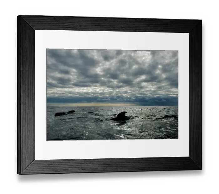 Framed Print : Pilot whales (Globicephala macrorhynchus) pod surfacing, backlit on a stormy day. Tenerife, Canary Islands, Atlantic Ocean Framed Print : Pilot whales (Globicephala macrorhynchus) pod surfacing, backlit on a stormy day. Tenerife, Canary Islands, Atlantic Ocean