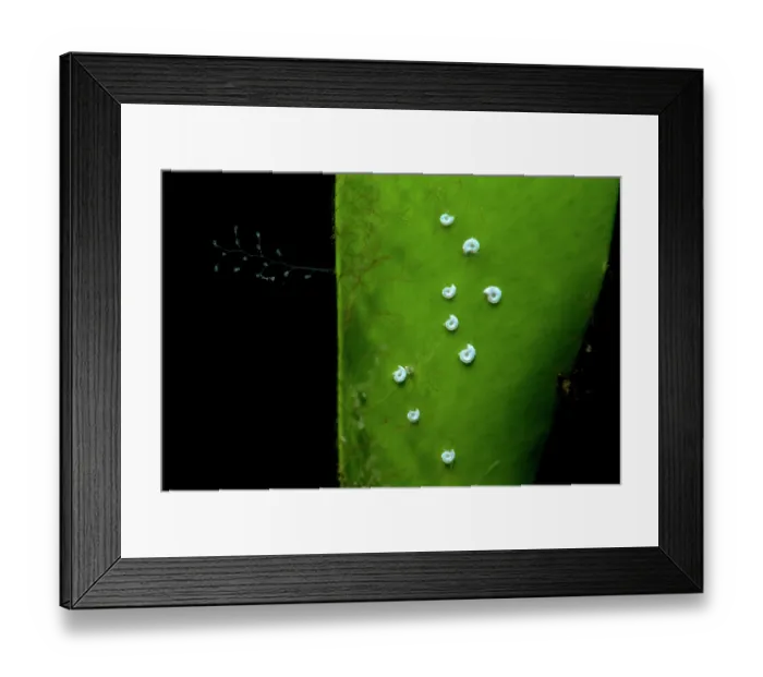 Framed Print : Sessile tube polychaete worms (Serpulidae) on green algae (Caulerpa prolifera), Tenerife, Canary Islands, Atlantic Ocean Framed Print : Sessile tube polychaete worms (Serpulidae) on green algae (Caulerpa prolifera), Tenerife, Canary Islands, Atlantic Ocean
