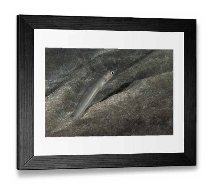 Framed Print : Bandtooth conger (Ariosoma balearicum) poking its head out of the sandy seabed at night, Tenerife, Canary Islands, Atlantic Ocean Framed Print : Bandtooth conger (Ariosoma balearicum) poking its head out of the sandy seabed at night, Tenerife, Canary Islands, Atlantic Ocean