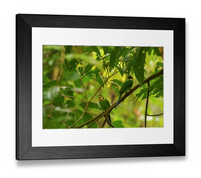 Framed Print : Two Long-tailed broadbills (Psarisomus dalhousiae) perched in a tree, Jim Corbett National Park, Uttarakhand, India Framed Print : Two Long-tailed broadbills (Psarisomus dalhousiae) perched in a tree, Jim Corbett National Park, Uttarakhand, India