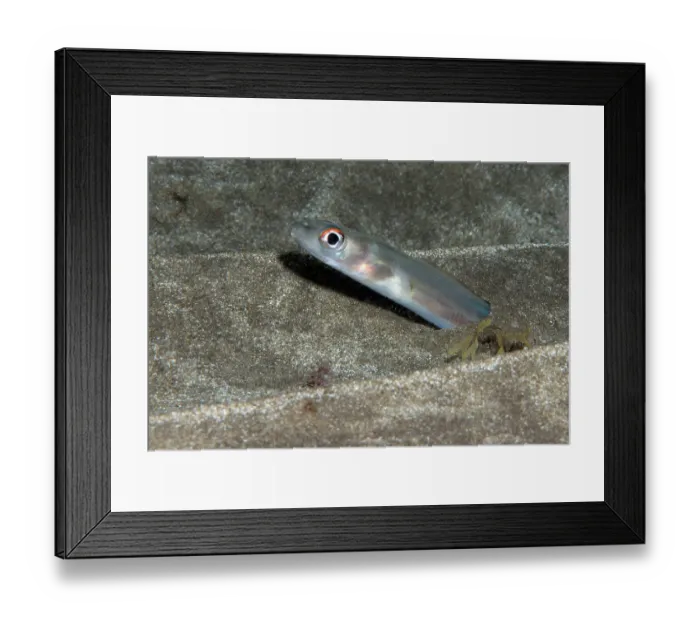 Framed Print : Bandtooth conger (Ariosoma balearicum) poking its head out of the sandy seabed at night, Tenerife, Canary Islands, Atlantic Ocean Framed Print : Bandtooth conger (Ariosoma balearicum) poking its head out of the sandy seabed at night, Tenerife, Canary Islands, Atlantic Ocean