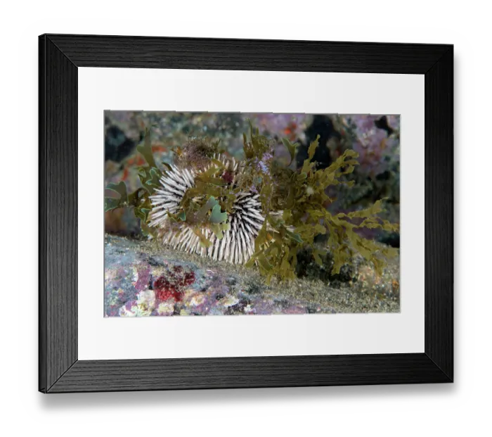 Framed Print : Purple sea urchin (Sphaerechinus granularis) camouflaging itself with algae and seaweed, Tenerife, Canary Islands, Atlantic Ocean