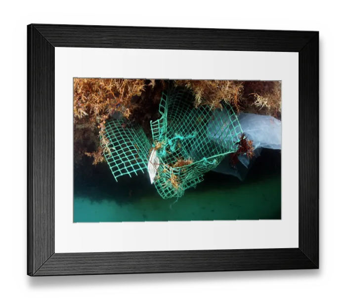 Framed Print : Drifting rubbish trapped in mass of Sargassum (Sargassum sp.) accumulating along the coast, Playa Grande, Punta de Abona, Tenerife, Canary Islands, Atlantic Ocean Framed Print : Drifting rubbish trapped in mass of Sargassum (Sargassum sp.) accumulating along the coast, Playa Grande, Punta de Abona, Tenerife, Canary Islands, Atlantic Ocean