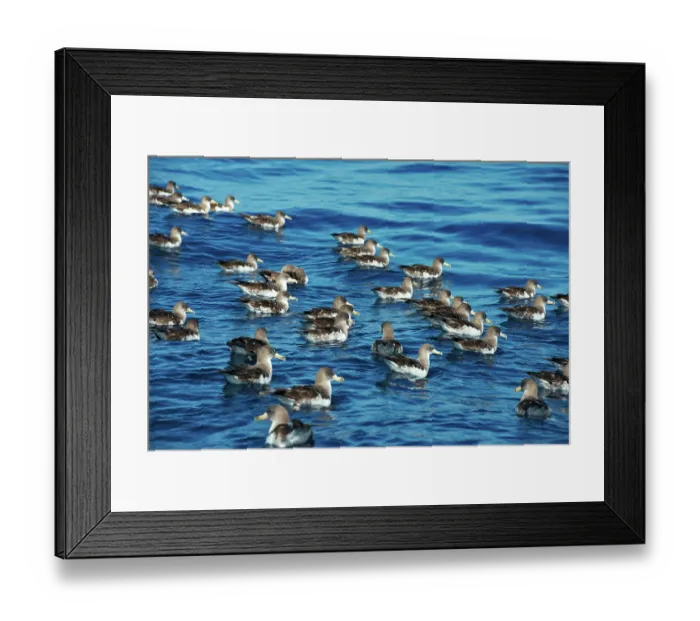 Framed Print : Scopoli's shearwaters (Calonectris diomedea) flock on water, Tenerife, Canary Islands, Atlantic Framed Print : Scopoli's shearwaters (Calonectris diomedea) flock on water, Tenerife, Canary Islands, Atlantic