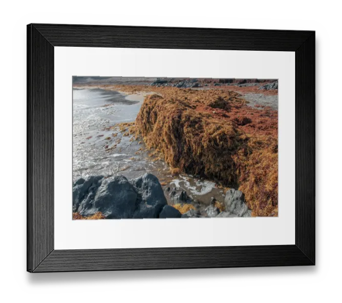 Framed Print : Accumulation of Sargassum (Sargassum sp.) washed up along the shore, Playa Grande, Punta de Abona, Tenerife, Canary Islands Framed Print : Accumulation of Sargassum (Sargassum sp.) washed up along the shore, Playa Grande, Punta de Abona, Tenerife, Canary Islands