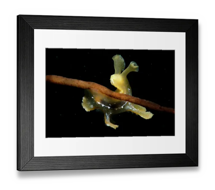 Framed Print : Sargassum slug (Scyllaea pelagica) among drifting Sargassum (Sargassum sp.), Tenerife, Canary Islands, Atlantic Ocean Framed Print : Sargassum slug (Scyllaea pelagica) among drifting Sargassum (Sargassum sp.), Tenerife, Canary Islands, Atlantic Ocean