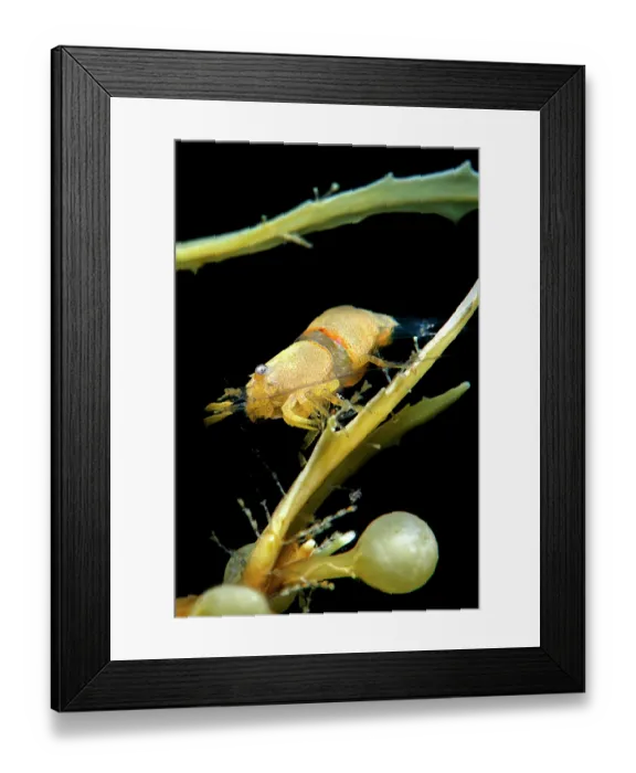 Framed Print : Shrimp (Hippolyte coerulescens) among drifting Sargassum (Sargassum sp.), Tenerife, Canary Islands, Atlantic Ocean