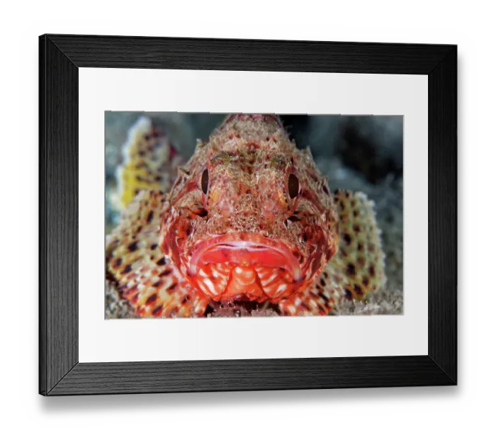 Framed Print : Madeira rockfish (Scorpaena maderensis) portrait, Tenerife, Canary Islands, Atlantic Ocean Framed Print : Madeira rockfish (Scorpaena maderensis) portrait, Tenerife, Canary Islands, Atlantic Ocean