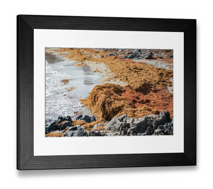 Framed Print : Accumulation of Sargassum (Sargassum sp.) washed up along the shore, Playa Grande, Punta de Abona, Tenerife, Canary Islands Framed Print : Accumulation of Sargassum (Sargassum sp.) washed up along the shore, Playa Grande, Punta de Abona, Tenerife, Canary Islands