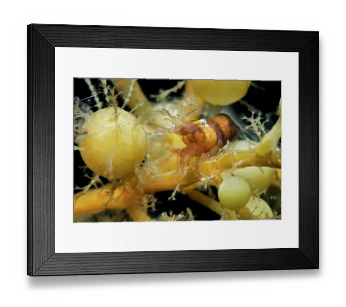 Framed Print : Shrimp (Hippolyte coerulescens) among drifting Sargassum (Sargassum sp.), Tenerife, Canary Islands, Atlantic Ocean Framed Print : Shrimp (Hippolyte coerulescens) among drifting Sargassum (Sargassum sp.), Tenerife, Canary Islands, Atlantic Ocean