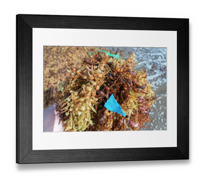 Framed Print : Plastic waste caught up in Sargassum (Sargassum sp.) on the shore, Playa Grande, Punta de Abona. Tenerife, Canary Islands