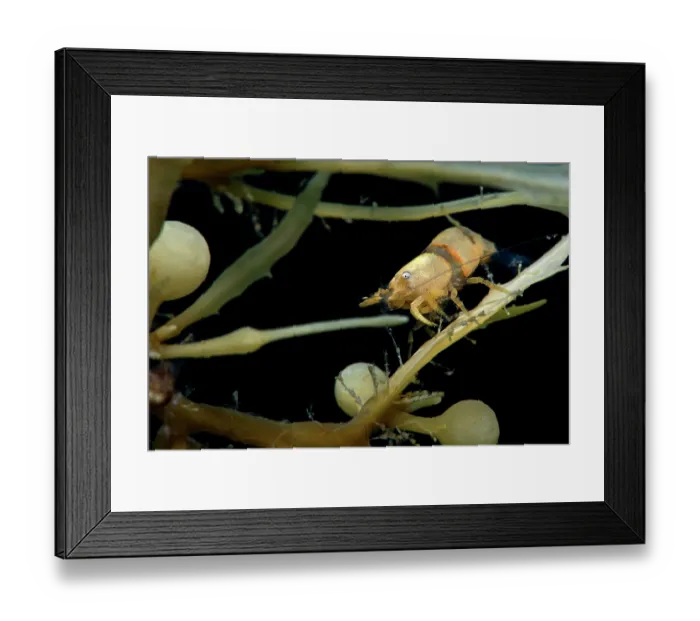 Framed Print : Shrimp (Hippolyte coerulescens) among drifting Sargassum (Sargassum sp.), Tenerife, Canary Islands, Atlantic Ocean Framed Print : Shrimp (Hippolyte coerulescens) among drifting Sargassum (Sargassum sp.), Tenerife, Canary Islands, Atlantic Ocean
