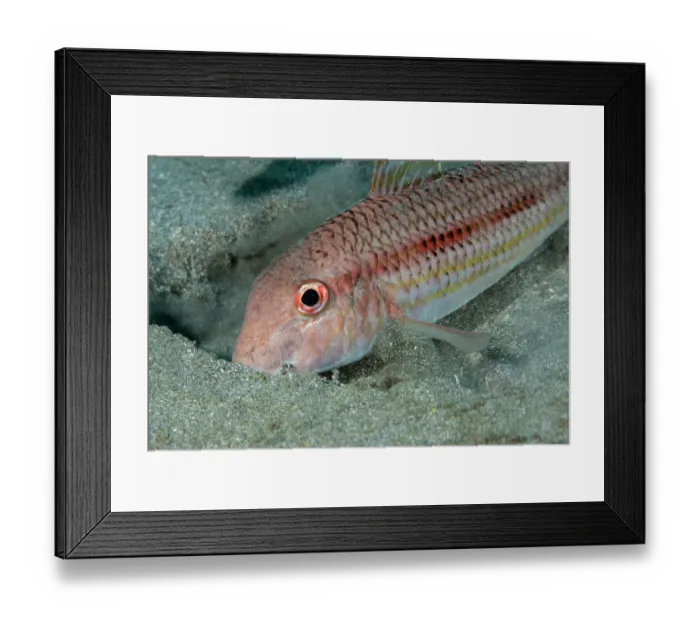 Framed Print : Striped red mullet (Mullus surmuletus) digging on the sandy seabed in search of food, Tenerife, Canary Islands, Atlantic Ocean Framed Print : Striped red mullet (Mullus surmuletus) digging on the sandy seabed in search of food, Tenerife, Canary Islands, Atlantic Ocean