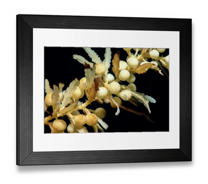 Framed Print : Sargassum (Sargassum sp.) close up, Tenerife, Canary Islands, Atlantic Ocean Framed Print : Sargassum (Sargassum sp.) close up, Tenerife, Canary Islands, Atlantic Ocean