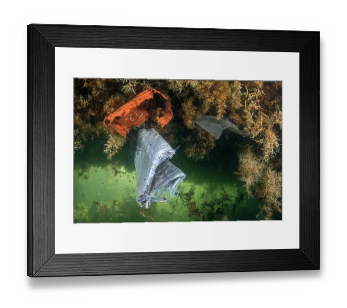 Framed Print : Drifting rubbish trapped in mass of Sargassum (Sargassum sp.) accumulating along the coast, Playa Grande, Punta de Abona, Tenerife, Canary Islands, Atlantic Ocean Framed Print : Drifting rubbish trapped in mass of Sargassum (Sargassum sp.) accumulating along the coast, Playa Grande, Punta de Abona, Tenerife, Canary Islands, Atlantic Ocean