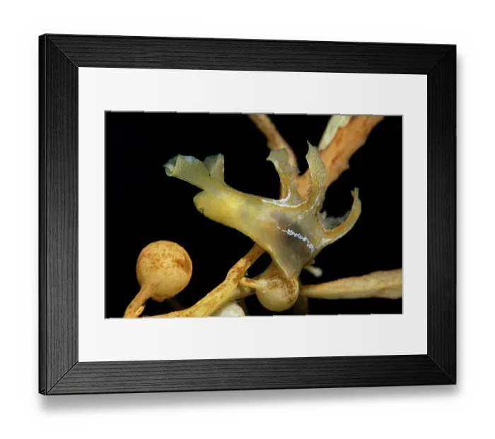 Framed Print : Sargassum slug (Scyllaea pelagica) among drifting Sargassum (Sargassum sp.), Tenerife, Canary Islands, Atlantic Ocean Framed Print : Sargassum slug (Scyllaea pelagica) among drifting Sargassum (Sargassum sp.), Tenerife, Canary Islands, Atlantic Ocean