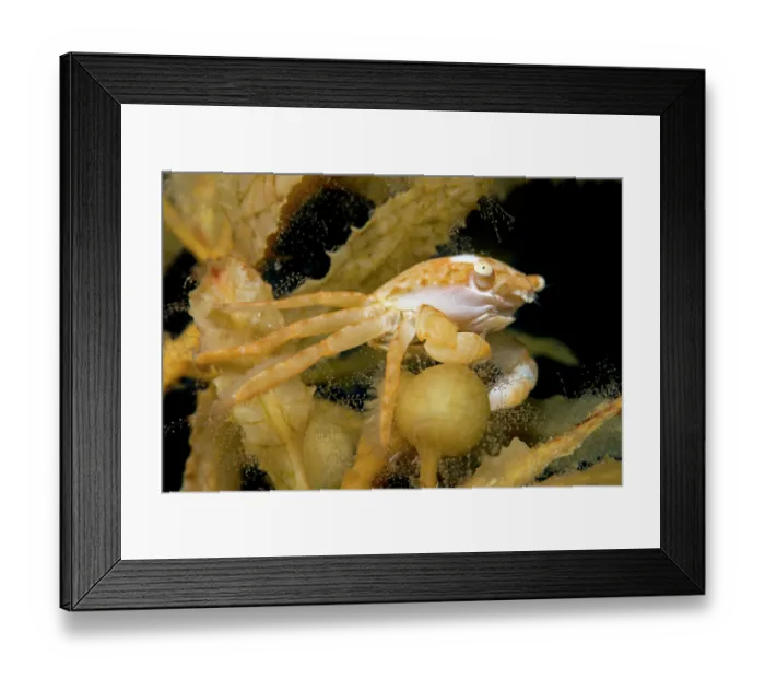 Framed Print : Crab (Planes minutus) on drifting Sargassum (Sargassum sp.), Tenerife, Canary Islands, Atlantic Ocean Framed Print : Crab (Planes minutus) on drifting Sargassum (Sargassum sp.), Tenerife, Canary Islands, Atlantic Ocean