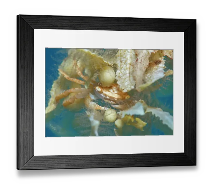 Framed Print : Crab (Planes minutus) on drifting Sargassum (Sargassum sp.), Tenerife, Canary Islands, Atlantic Ocean Framed Print : Crab (Planes minutus) on drifting Sargassum (Sargassum sp.), Tenerife, Canary Islands, Atlantic Ocean