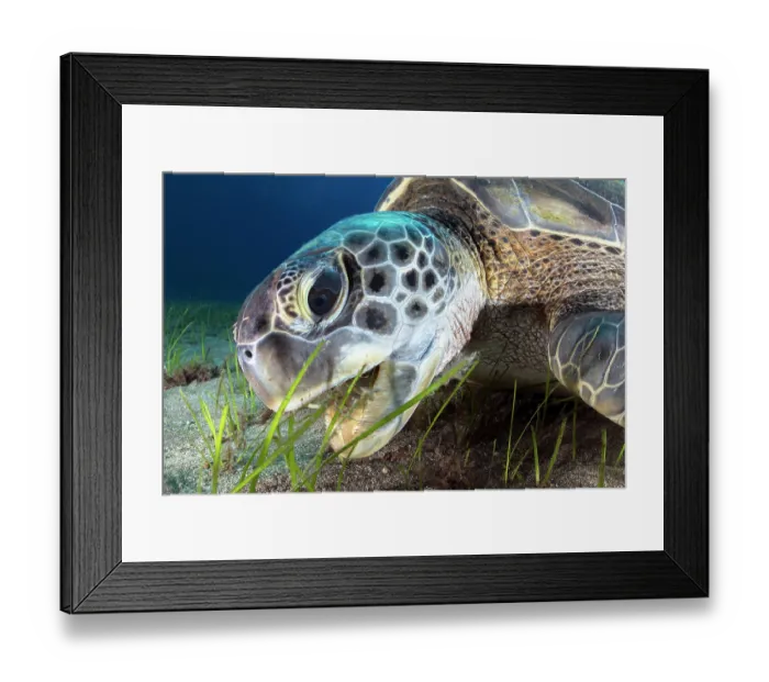 Framed Print : Green sea turtle (Chelonia mydas) feeding on Little neptune grass (Cymodocea nodosa), Tenerife, Canary Islands, Atlantic Ocean. Endangered Framed Print : Green sea turtle (Chelonia mydas) feeding on Little neptune grass (Cymodocea nodosa), Tenerife, Canary Islands, Atlantic Ocean. Endangered