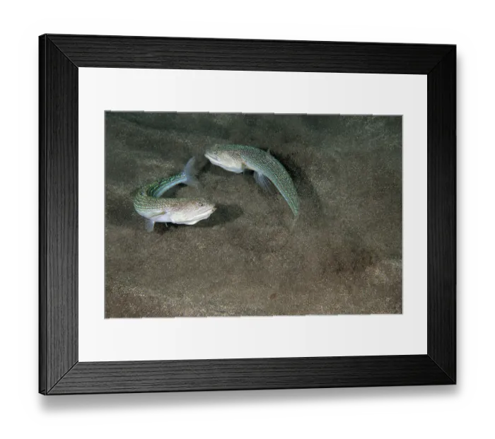 Framed Print : Two Atlantic lizardfish (Synodus saurus) fighting, Tenerife, Canary Islands, Atlantic Ocean Framed Print : Two Atlantic lizardfish (Synodus saurus) fighting, Tenerife, Canary Islands, Atlantic Ocean