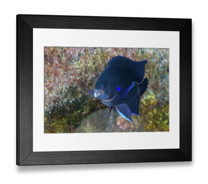 Framed Print : Blue-fin damselfish (Abudefduf luridus) portrait, Tenerife, Canary Islands, Atlantic Ocean Framed Print : Blue-fin damselfish (Abudefduf luridus) portrait, Tenerife, Canary Islands, Atlantic Ocean