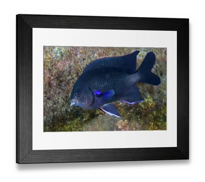 Framed Print : Blue-fin damselfish (Abudefduf luridus) portrait, Tenerife, Canary Islands, Atlantic Ocean Framed Print : Blue-fin damselfish (Abudefduf luridus) portrait, Tenerife, Canary Islands, Atlantic Ocean