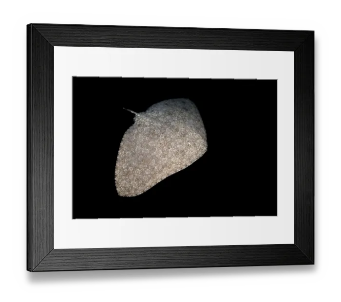 Framed Print : Butterfly ray (Gymnura altavela) swimming at night, Tenerife, Canary Islands, Atlantic Ocean Framed Print : Butterfly ray (Gymnura altavela) swimming at night, Tenerife, Canary Islands, Atlantic Ocean
