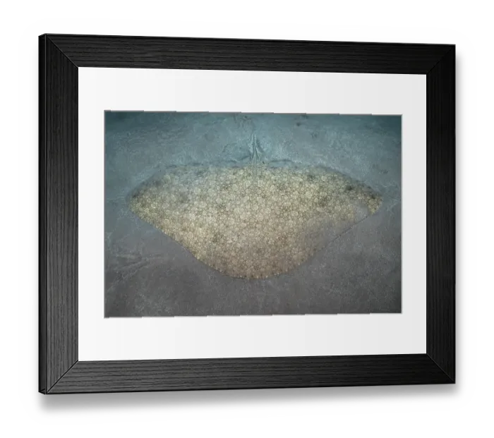 Framed Print : Butterfly ray (Gymnura altavela) camouflaged on seabed, Tenerife, Canary Islands, Atlantic Ocean Framed Print : Butterfly ray (Gymnura altavela) camouflaged on seabed, Tenerife, Canary Islands, Atlantic Ocean