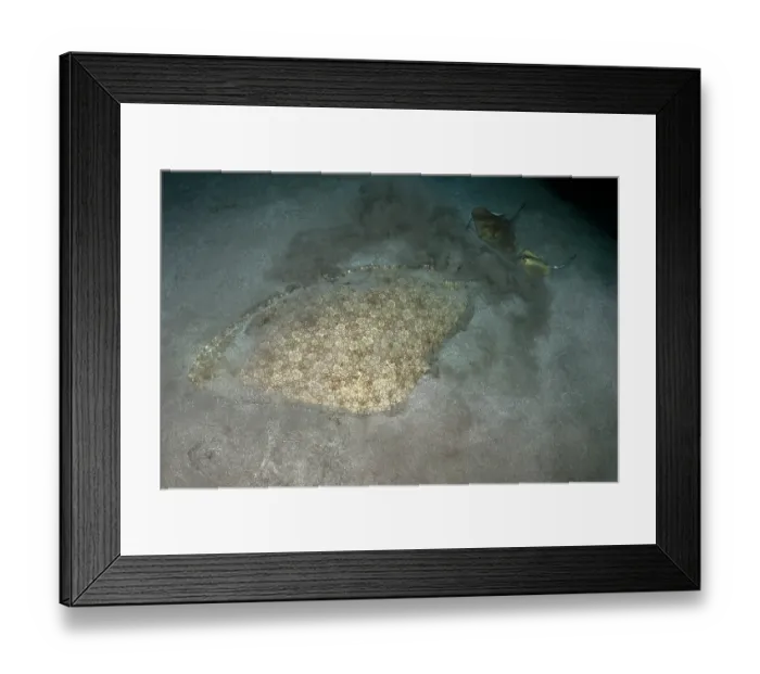 Framed Print : Butterfly ray (Gymnura altavela) and Common stingray (Dasyatis pastinaca) camouflaged on seabed, Tenerife, Canary Islands, Atlantic Ocean Framed Print : Butterfly ray (Gymnura altavela) and Common stingray (Dasyatis pastinaca) camouflaged on seabed, Tenerife, Canary Islands, Atlantic Ocean