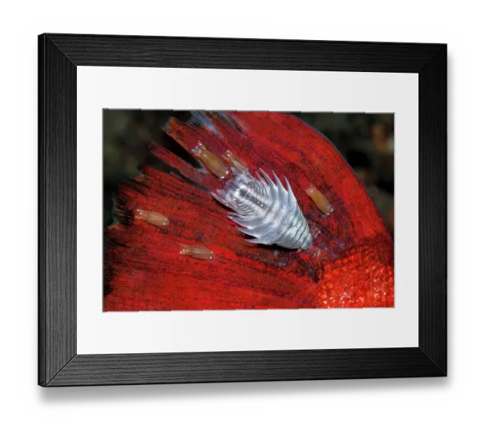 Framed Print : Sea lice (Anilocra capensis) and Nerocila armata) parasitizing a Catalufa (Heteropriacanthus cruentatus) by feeding on its fluids, Tenerife, Canary Islands, Atlantic Ocean