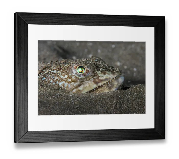 Framed Print : Atlantic lizardfish (Synodus saurus) on seabed, head portrait, Tenerife, Canary Islands, Atlantic Ocean Framed Print : Atlantic lizardfish (Synodus saurus) on seabed, head portrait, Tenerife, Canary Islands, Atlantic Ocean