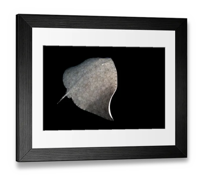 Framed Print : Butterfly ray (Gymnura altavela) swimming at night, Tenerife, Canary Islands, Atlantic Ocean Framed Print : Butterfly ray (Gymnura altavela) swimming at night, Tenerife, Canary Islands, Atlantic Ocean