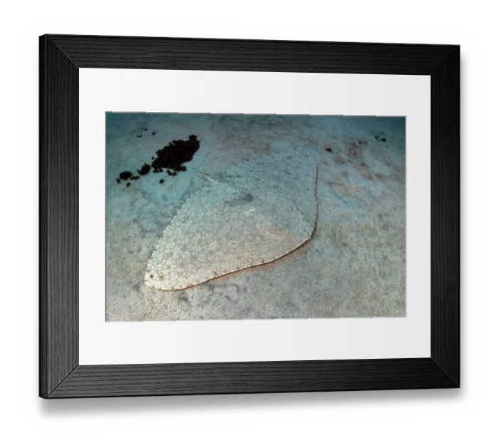 Framed Print : Spiny butterfly ray (Gymnura altavela) camouflaged on seabed, Tenerife, Canary Islands, Atlantic Ocean Framed Print : Spiny butterfly ray (Gymnura altavela) camouflaged on seabed, Tenerife, Canary Islands, Atlantic Ocean