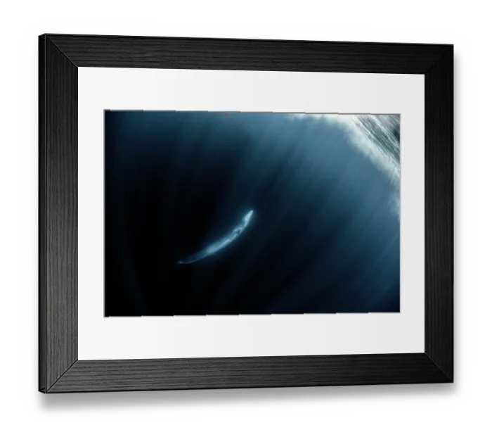 Framed Print : Fin whale (Balaenoptera physalus) portrait, Tenerife, Canary Islands, Atlantic Ocean Framed Print : Fin whale (Balaenoptera physalus) portrait, Tenerife, Canary Islands, Atlantic Ocean