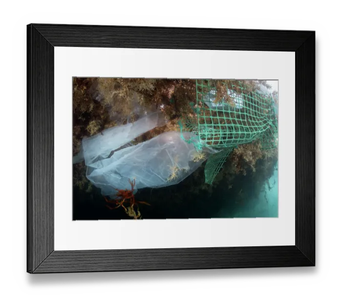 Framed Print : Drifting rubbish trapped in mass of Sargassum (Sargassum sp.) accumulating along the coast, Playa Grande, Punta de Abona, Tenerife, Canary Islands, Atlantic Ocean Framed Print : Drifting rubbish trapped in mass of Sargassum (Sargassum sp.) accumulating along the coast, Playa Grande, Punta de Abona, Tenerife, Canary Islands, Atlantic Ocean