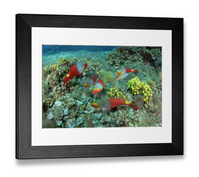 Framed Print : Group of Parrotfish (Sparisoma cretense) female and Ornate wrasse (Thalassoma pavo) on reef, Fuerteventura, Canary Islands, Atlantic Ocean Framed Print : Group of Parrotfish (Sparisoma cretense) female and Ornate wrasse (Thalassoma pavo) on reef, Fuerteventura, Canary Islands, Atlantic Ocean
