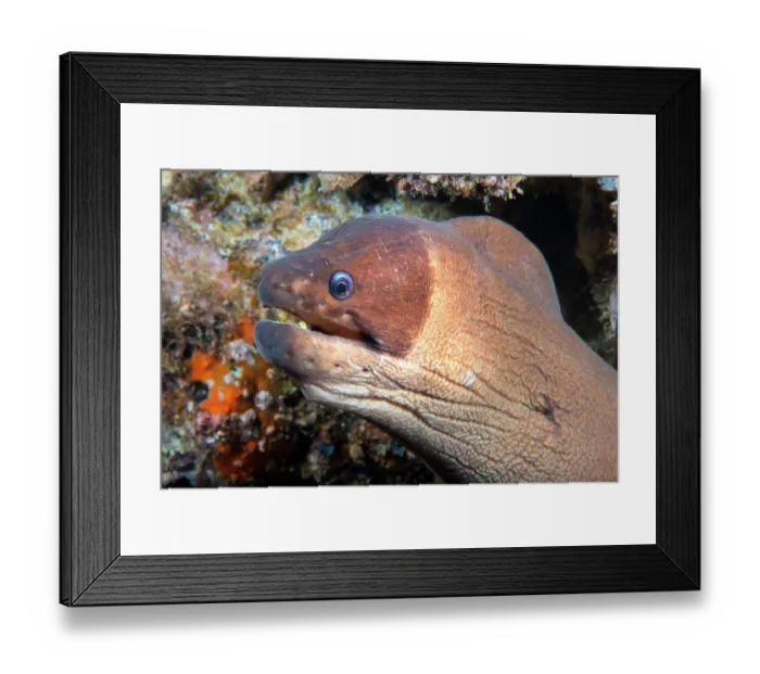 Framed Print : Brown moray (Gymnothorax unicolor) head portrait, Tenerife, Canary Islands, Atlantic Ocean Framed Print : Brown moray (Gymnothorax unicolor) head portrait, Tenerife, Canary Islands, Atlantic Ocean