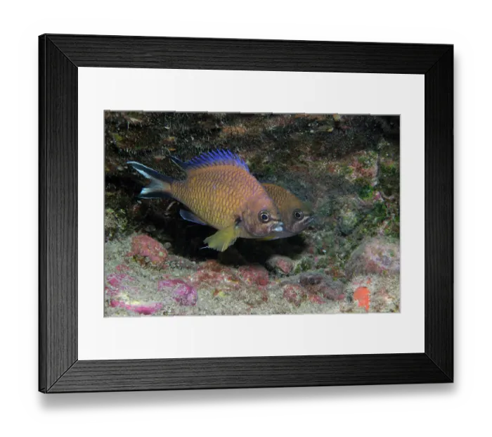 Framed Print : Atlantic chromis (Chromis limbatus) pair, male in foreground, female laying eggs, Tenerife, Canary Islands, Atlantic Ocean Framed Print : Atlantic chromis (Chromis limbatus) pair, male in foreground, female laying eggs, Tenerife, Canary Islands, Atlantic Ocean